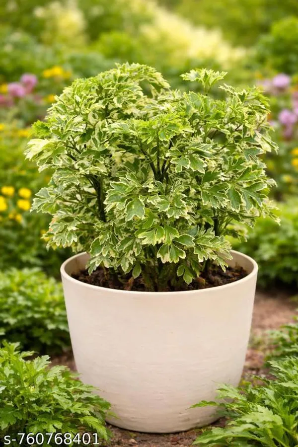 Green_Aralia_Plant_For_Indoor