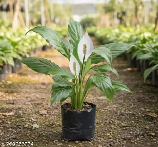 Green_White_Lily_Plant_For_Indoor
