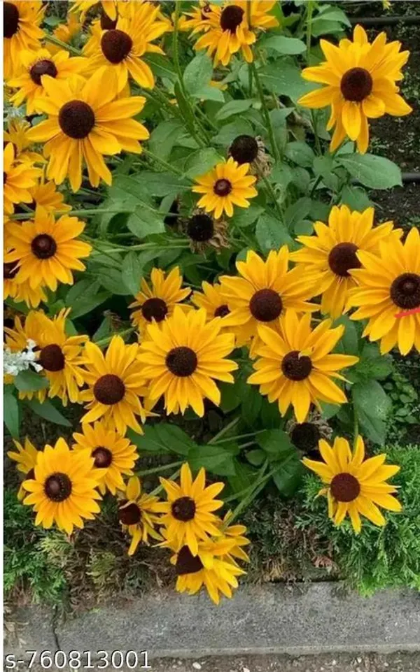 Yellow_Sunflower_Seeds_10_15_For_Outdoor
