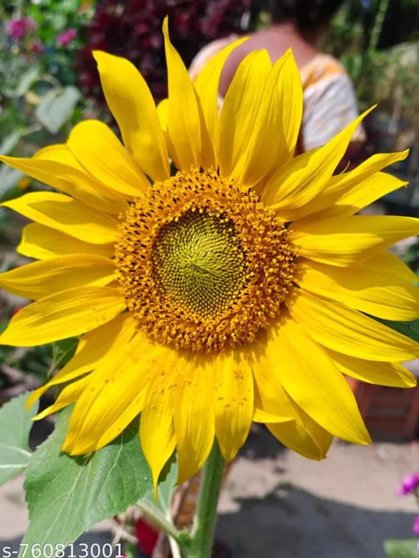 Yellow_Sunflower_Seeds_10_15_For_Outdoor