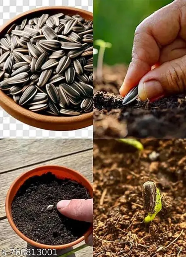 Yellow_Sunflower_Seeds_10_15_For_Outdoor