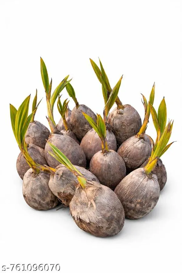 Green_Live_Coconut_Plant_Sapling_1_Piece_Healthy_Sprouted_Tree_For_Home_Farm_Plantation_Outdoor