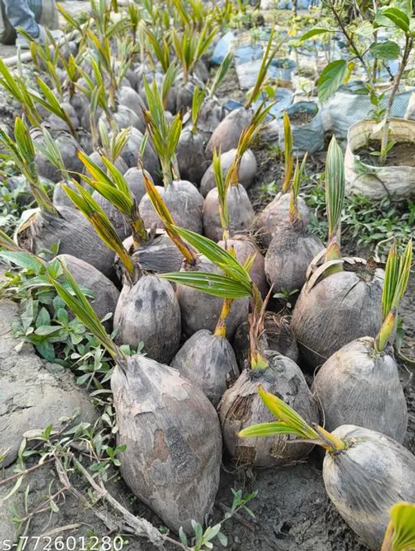 Brown_Live_Coconut_Plant_1_Piece_Healthy_Sprouted_Tree_For_Home_Outdoor