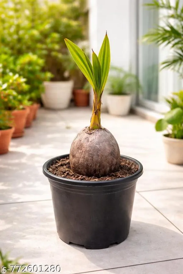 Brown_Live_Coconut_Plant_1_Piece_Healthy_Sprouted_Tree_For_Home_Outdoor