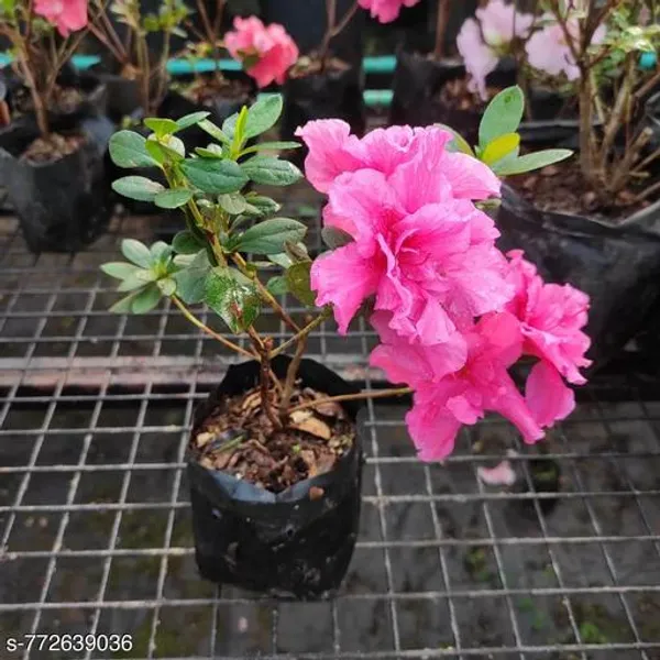 Pink_Live_Azalea_Plant_Premium_Flowering_Shrub_For_Outdoor