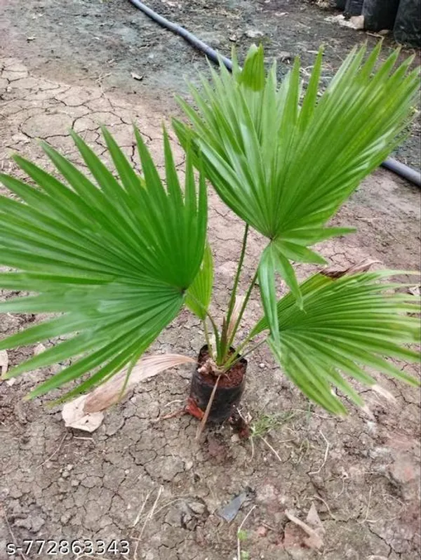 Green_China_Palm_Tree_Plant_For_Indoor