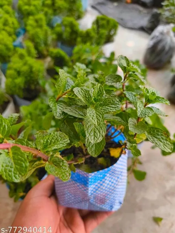 Green_Mint_Pudina_Live_Plant_Combo_Pack_Of_2_Fresh_Herbal_Plants_For_Home_Gardening_Easy_To_Grow_Outdoor