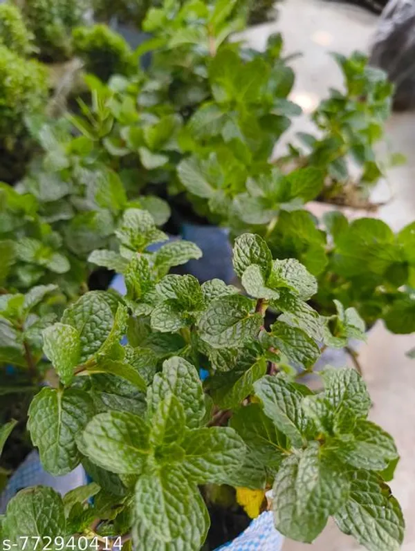 Green_Mint_Pudina_Live_Plant_Combo_Pack_Of_2_Fresh_Herbal_Plants_For_Home_Gardening_Easy_To_Grow_Outdoor