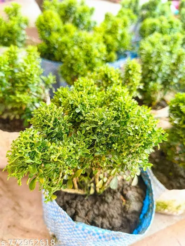 Green_Table_Kamini_Plant_For_Indoor