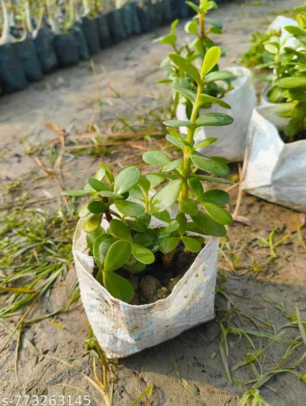 Green_Dhan_Kuber_Jade_Plant_Live_Kuberakshi_Money_For_Wealth_Good_Luck_Lucky_Succulent_Without_Pot_Indoor