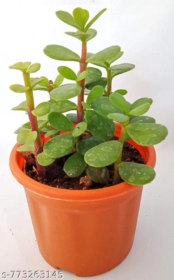 Green_Dhan_Kuber_Jade_Plant_Live_Kuberakshi_Money_For_Wealth_Good_Luck_Lucky_Succulent_Without_Pot_Indoor