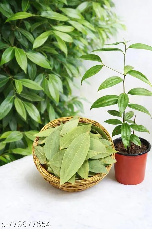 Green_Tejpatta_Live_Plant_Indian_Bay_Leaf_Fresh_For_Home_Gardening_Medicinal_Aromatic_Easy_To_Grow_Indoor