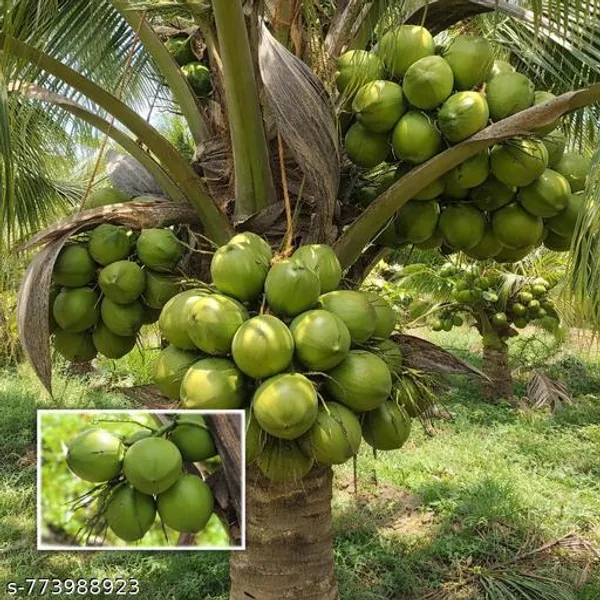 Green_Coconut_Live_Plant_Nariyal_Gach_High_Yield_Tender_Tree_For_Home_Garden_Fast_Growing_Fruit_1_Healthy_Sapling_Outdoor