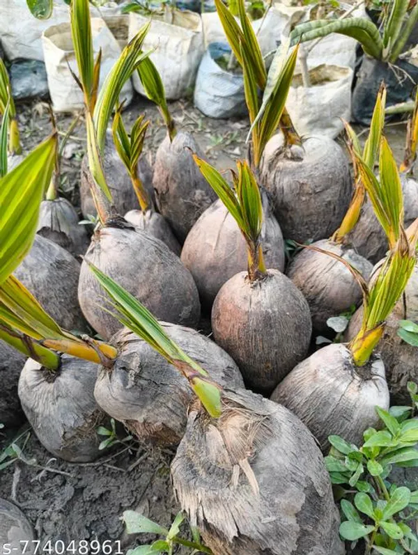 Brown_Hybrid_Nariyal_Live_Plant_Sweet_Green_Coconut_Tree_Fruit_Sapling_Easy_To_Grow_For_Outdoor