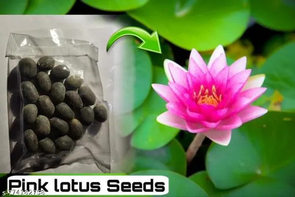 Pink_And_Black_Lotus_Seeds_For_Planting_15_Pack_Water_Lily_Flower_Easy_Grow_Aquatic_Plant_Home_Garden_Pond_Outdoor