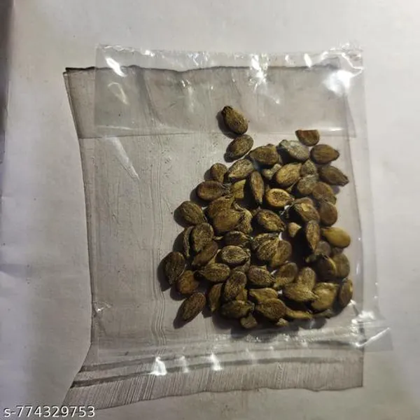 Green_Premium_Watermelon_Seeds_Tarbooj_Sweet_Red_Flesh_Hybrid_Variety_High_Yield_20_Pack_For_Outdoor