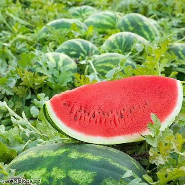 Green_Premium_Watermelon_Seeds_Tarbooj_Sweet_Red_Flesh_Hybrid_Variety_High_Yield_20_Pack_For_Outdoor