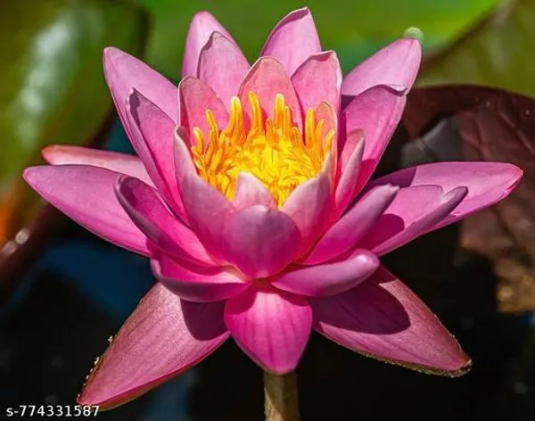 Pink_Lotus_Seeds_For_Planting_15_Pack_Outdoor
