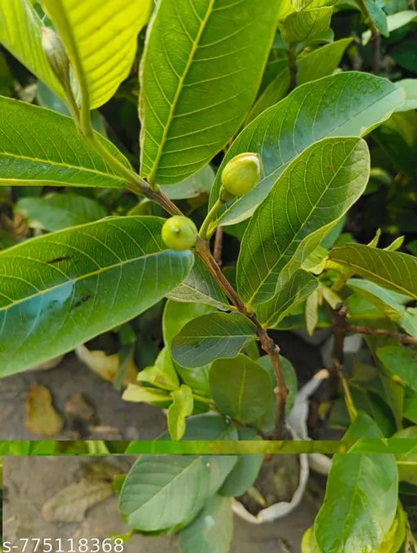 Green_Hybrid_Guava_Live_Plant_Amrud_High_Yield_Fruit_For_Home_Garden_Fast_Growing_Pot_Not_Included_Outdoor