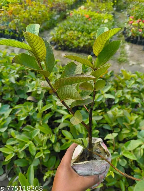 Green_Hybrid_Guava_Live_Plant_Amrud_High_Yield_Fruit_For_Home_Garden_Fast_Growing_Pot_Not_Included_Outdoor