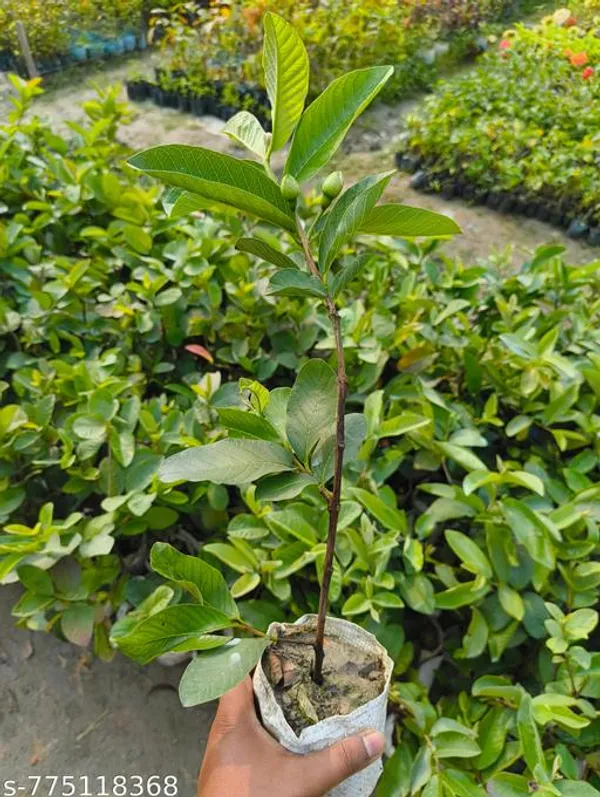 Green_Hybrid_Guava_Live_Plant_Amrud_High_Yield_Fruit_For_Home_Garden_Fast_Growing_Pot_Not_Included_Outdoor