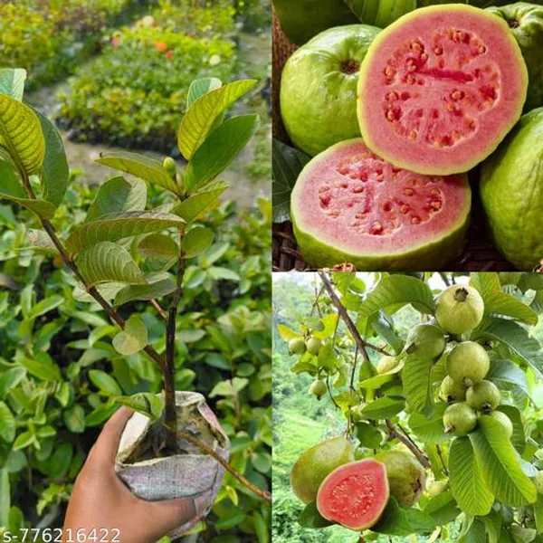 Green_All_Time_Hybrid_Guava_Amrood_Live_Plant_High_Yielding_Sweet_Fruit_Fast_Growing_Home_Garden_1_Healthy_For_Outdoor