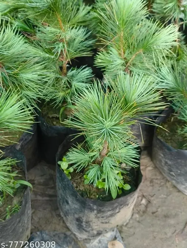 Green_Premium_Pine_Plant_Live_Bonsai_Friendly_1_Healthy_Sapling_For_Indoor