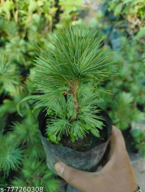 Green_Premium_Pine_Plant_Live_Bonsai_Friendly_1_Healthy_Sapling_For_Indoor