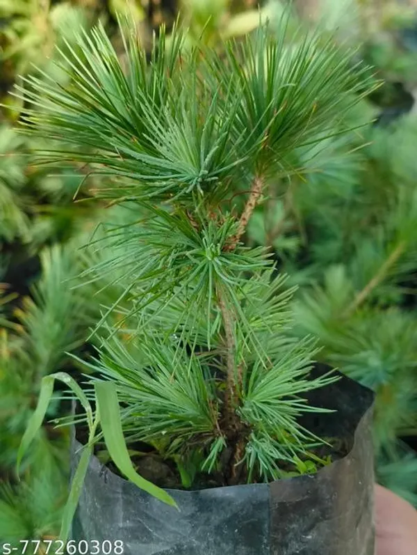 Green_Premium_Pine_Plant_Live_Bonsai_Friendly_1_Healthy_Sapling_For_Indoor