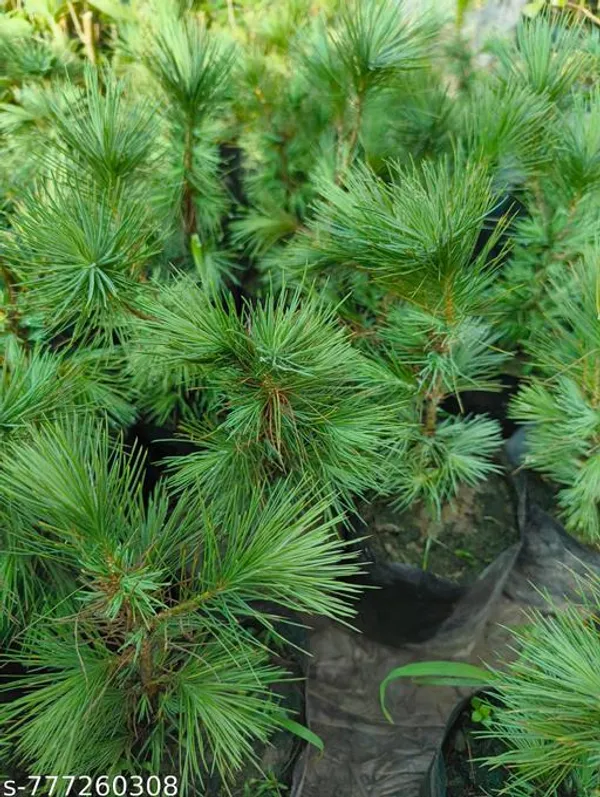 Green_Premium_Pine_Plant_Live_Bonsai_Friendly_1_Healthy_Sapling_For_Indoor
