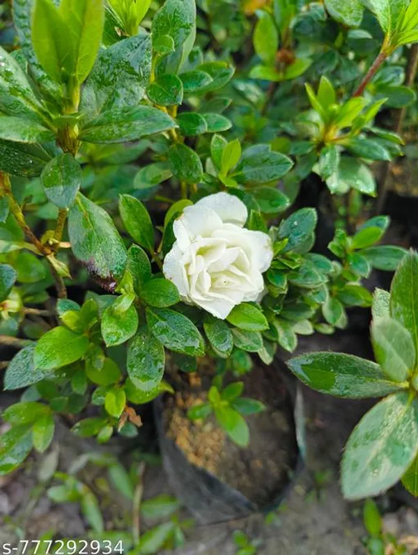 Green_White_Azalea_Flower_Plant_For_Outdoor