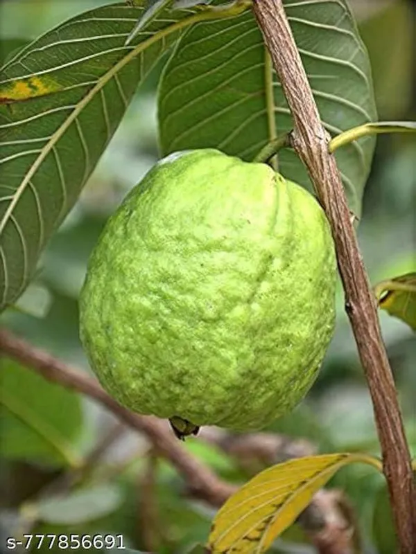 Green_Hybrid_Guava_Plant_For_Outdoor