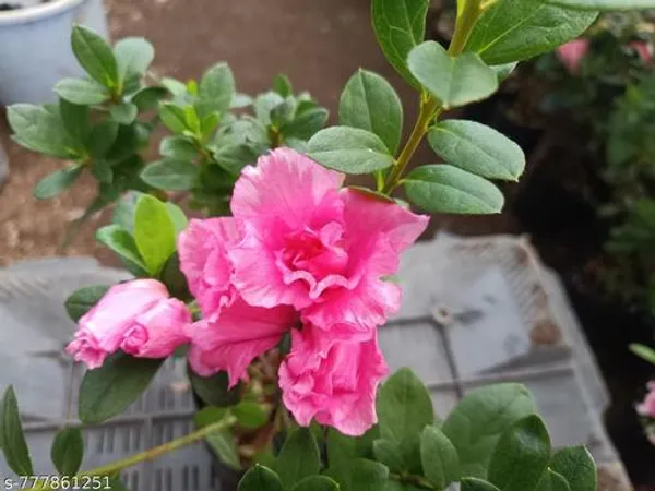 Pink_Live_Azalea_Flower_Plant_For_Indoor