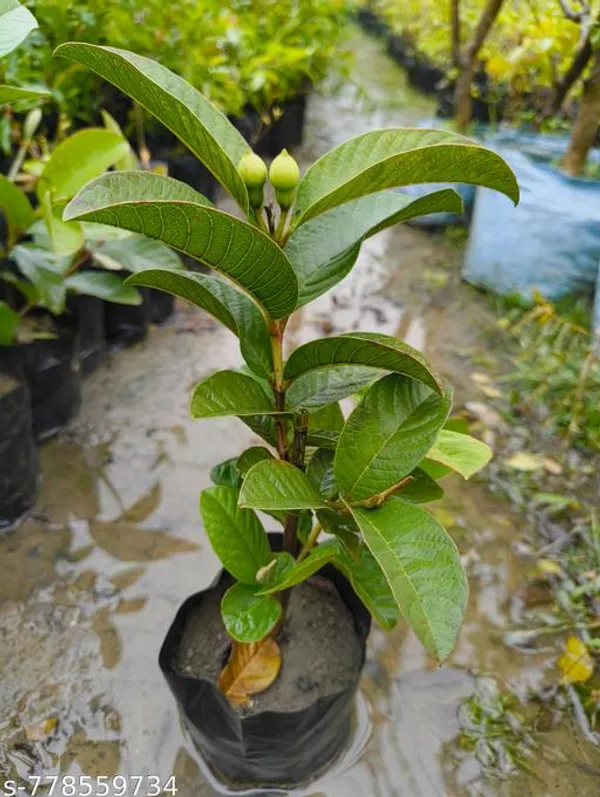 Green_Ruby_Sweet_Guava_Amrood_Plant_For_Outdoor