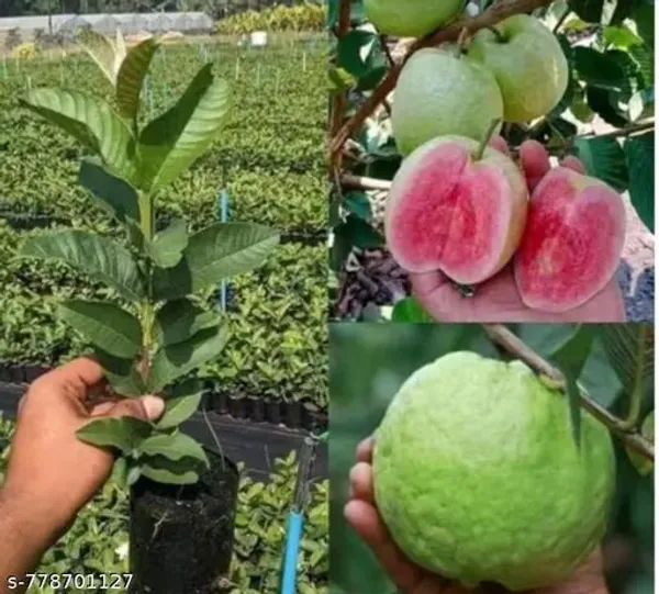 Green_All_Time_Guava_Amrood_Fruit_Plant_For_Outdoor