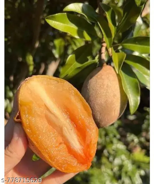 Brown_Premium_Chikoo_Sapota_Live_Fruit_Plant_High_Yield_Sweet_Grafted_Home_Garden_For_Indoor