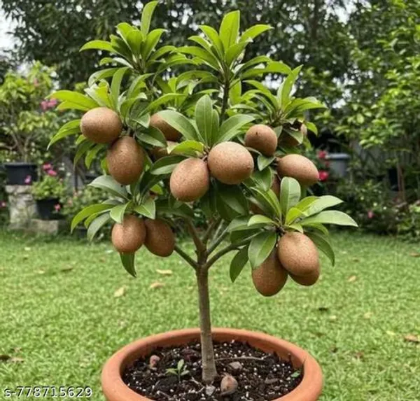 Brown_Premium_Chikoo_Sapota_Live_Fruit_Plant_High_Yield_Sweet_Grafted_Home_Garden_For_Indoor