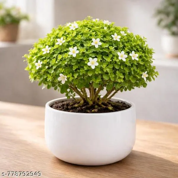 White_Beautiful_Table_Kamini_Plant_For_Indoor