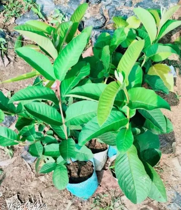 Green_Hybrid_Guava_Plant_For_Outdoor