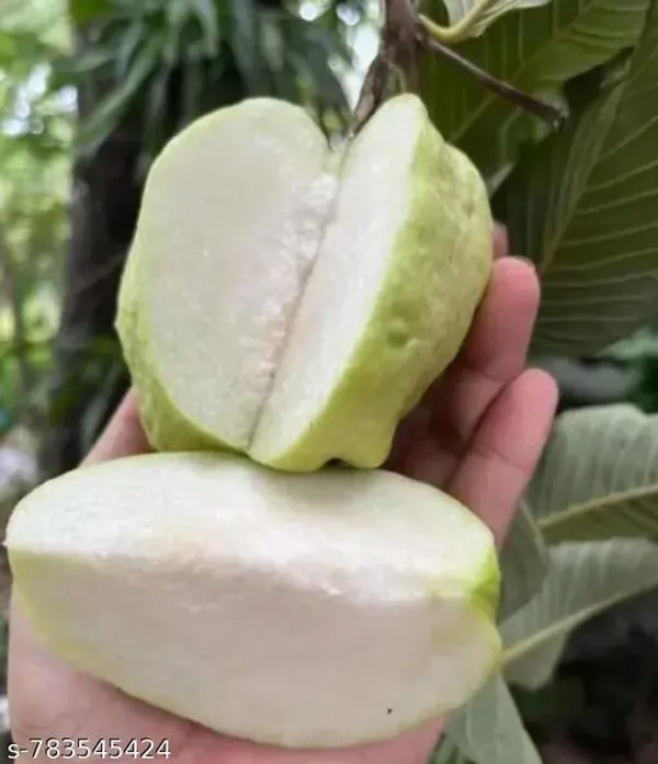 Green_Hybrid_Guava_Plant_For_Outdoor