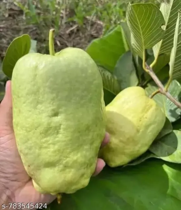 Green_Hybrid_Guava_Plant_For_Outdoor