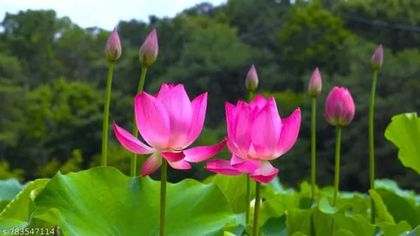 Pink_Premium_Lotus_Flower_Seeds_For_Outdoor