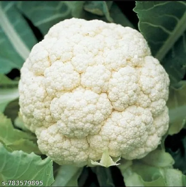 White_Cauliflower_Fulkopi_20_Seeds_Pack_For_Outdoor