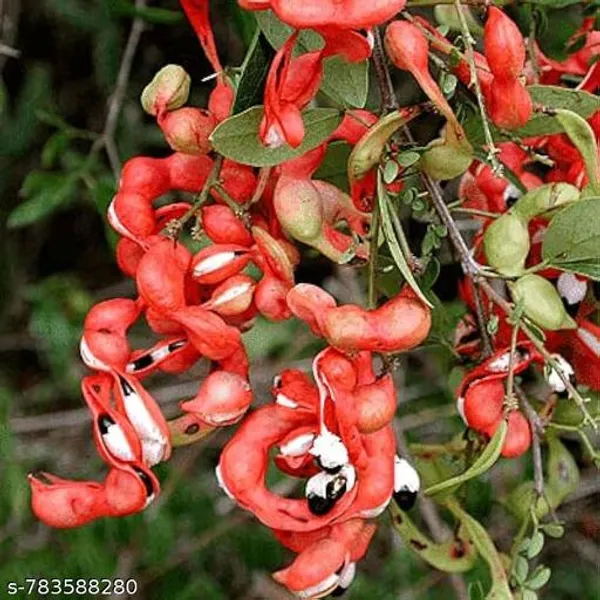 Pink_Jungle_Jalebi_Seeds_Fruit_For_Outdoor