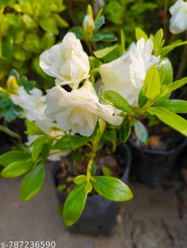 White_Premium_Azalea_Flower_Plant_For_Outdoor