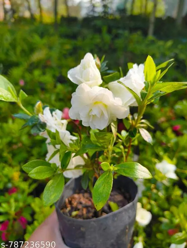 White_Premium_Azalea_Flower_Plant_For_Outdoor