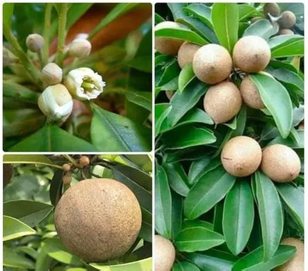 Green_Sabeda_Sabada_Plant_Sapota_Chiku_For_Outdoor