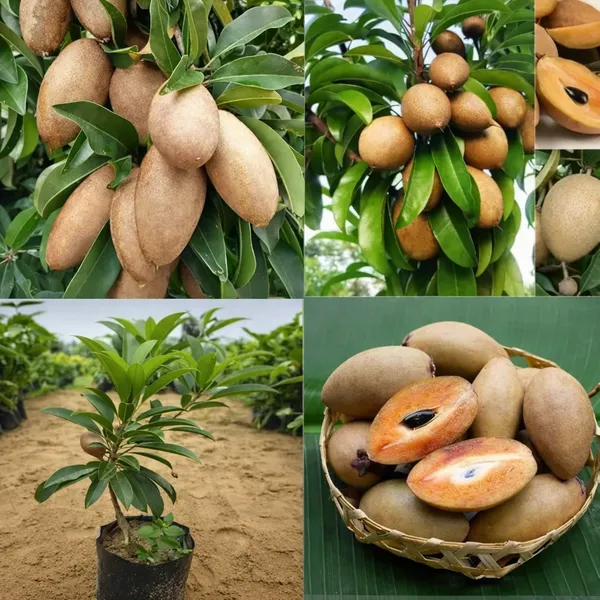 Green_Sabeda_Sabada_Plant_Sapota_Chiku_For_Outdoor