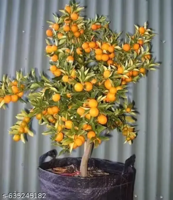 Orange_Lemon_Plant_Citrus_Limon_For_Outdoor