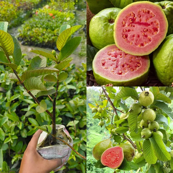 Green_Pink_Hybrid_Guava_Fruit_Plant_For_Outdoor